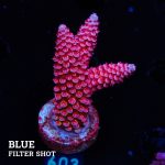 Acropora 'Fluo Bicolor II'