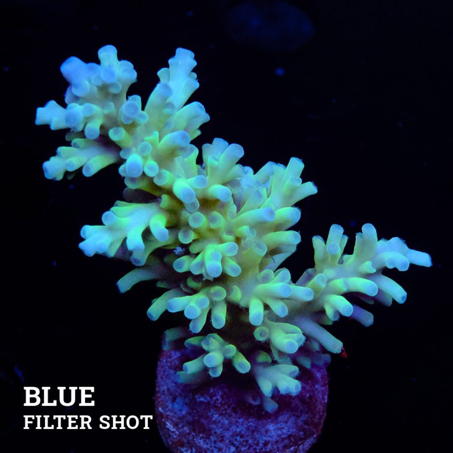 Acropora Echinata 'Fiji Icefire Cyan'
