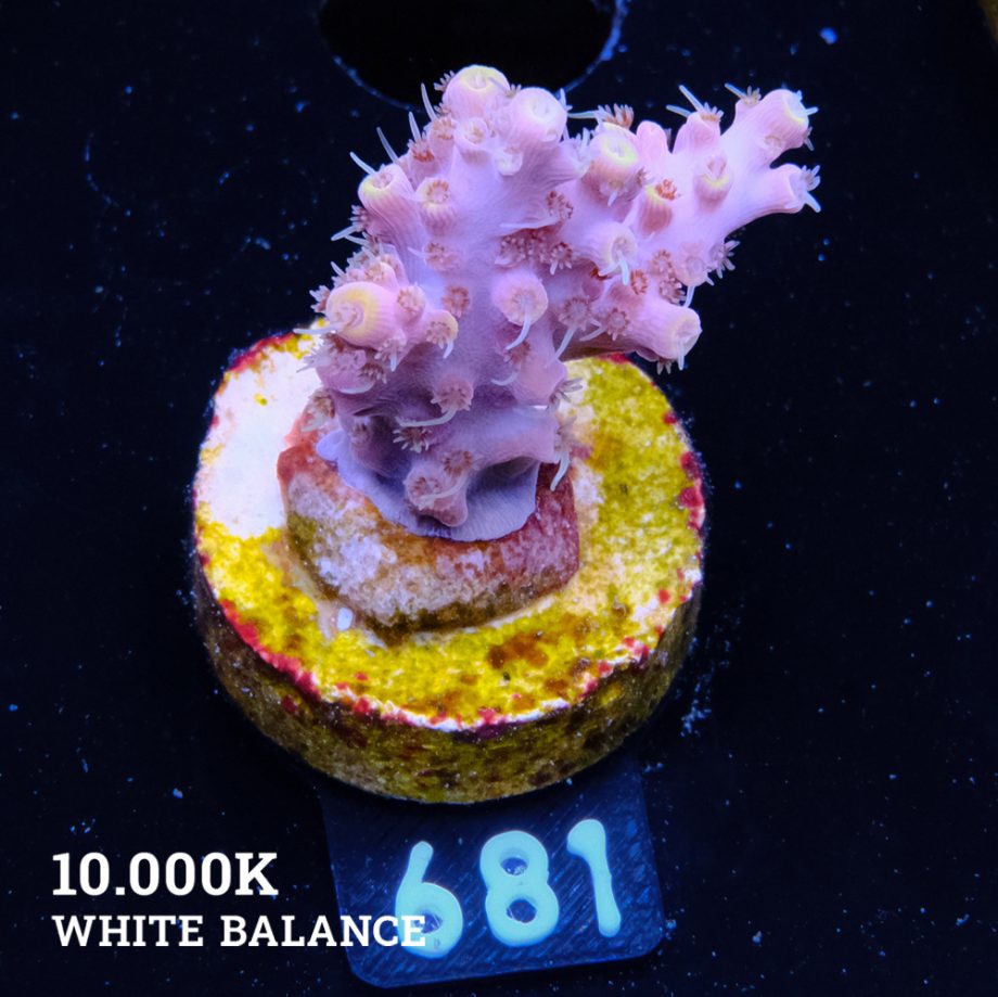Acropora 'Purple & Yellow Tips'
