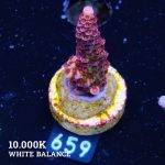Acropora 'Fluo Bicolor'
