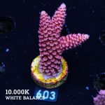 Acropora 'Fluo Bicolor II'