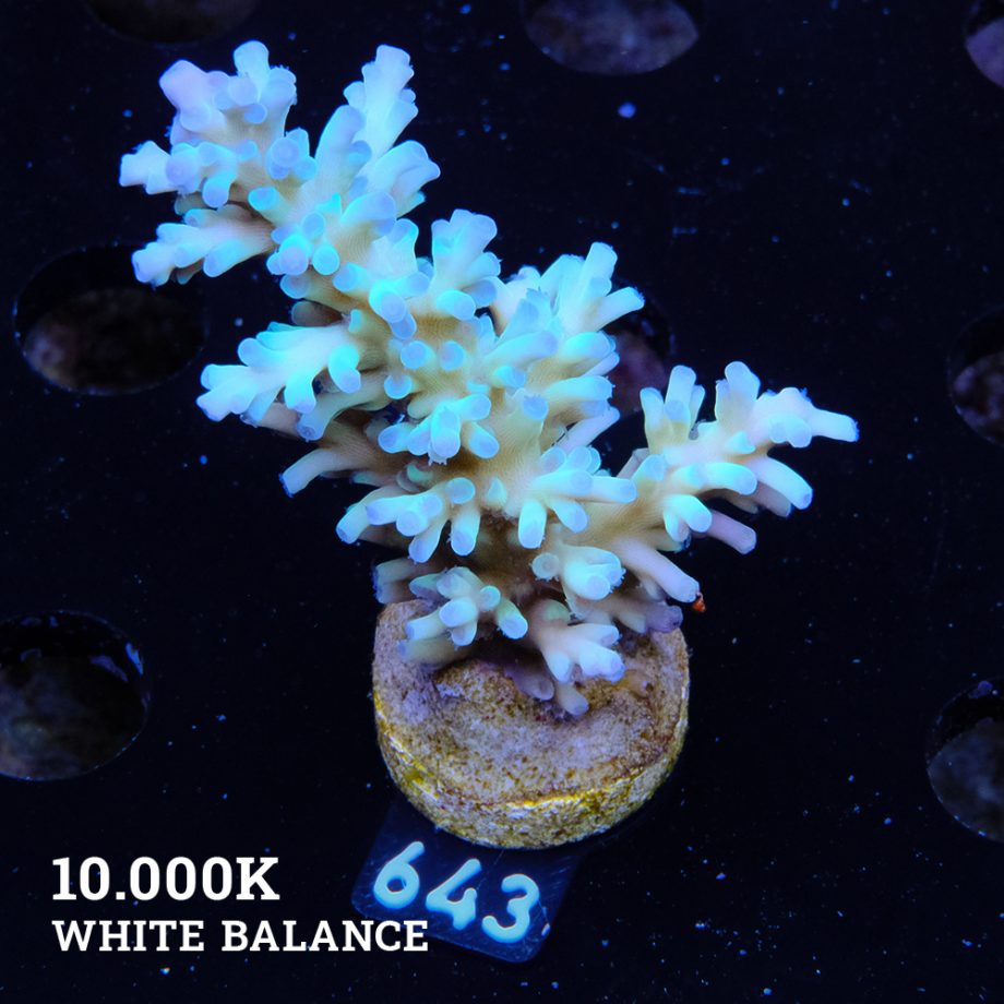 Acropora Echinata 'Fiji Icefire Cyan'