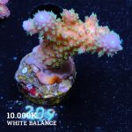 Acropora Gimmifera 'Rainbow'