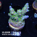 Acropora 'Tricolor'