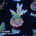 Acropora 'Tricolor'