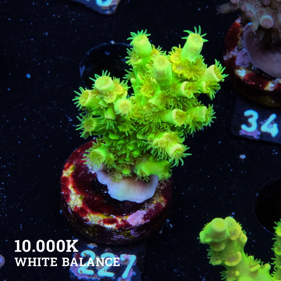 Acropora Tenuis 'Neon Green'