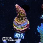 Acropora 'Fluo Bicolor'