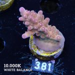 Acropora 'Bronce'