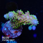 Acropora Gimmifera 'Rainbow'