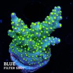 Acropora 'Tricolor'