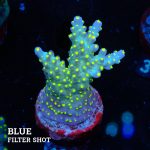 Acropora 'Tricolor'