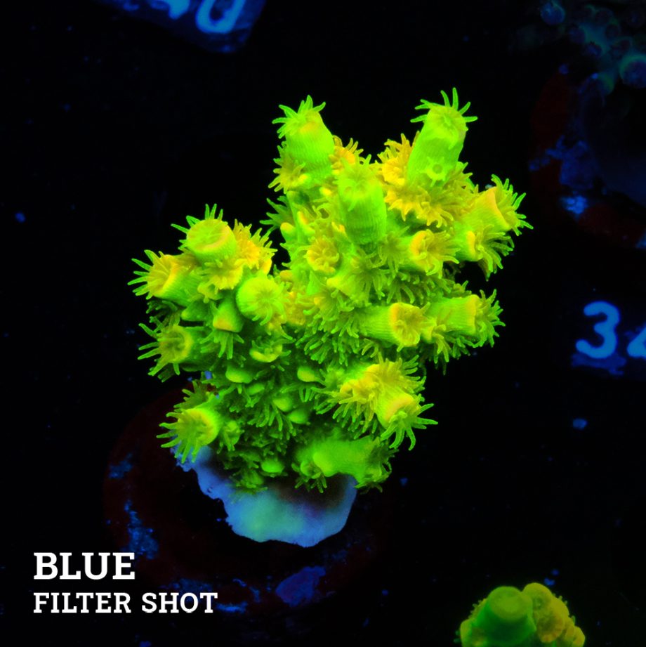 Acropora Tenuis 'Neon Green'