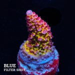 Acropora 'Fluo Bicolor'