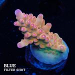 Acropora 'Bronce'