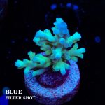 Acropora Echinata 'Icefire Fiji'