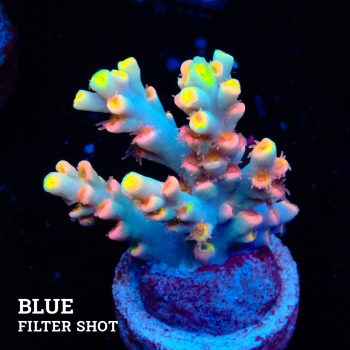Acropora 'Flaming Sunset'