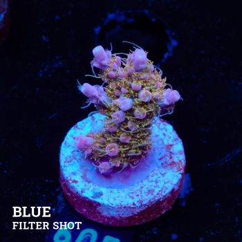 Acropora 'Confetti