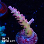 TK Ultra Stag