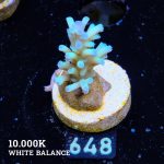 Acropora Echinata 'Icefire Fiji'