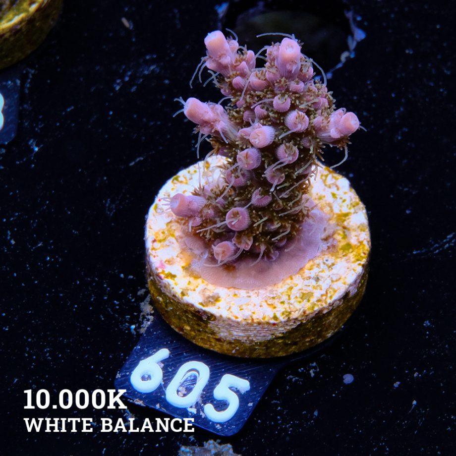 Acropora 'Confetti'