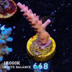 TK Ultra Stag