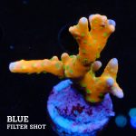 Anacropora 'Tropicana'