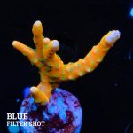 Anacropora 'Tropicana'
