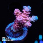 Acropora Tenuis 'Pink'
