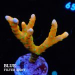 Anacropora 'Tropicana'