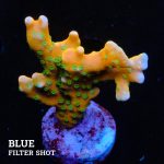 Anacropora 'Tropicana'