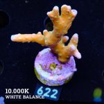 Anacropora 'Tropicana'