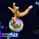 Anacropora 'Tropicana'