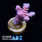 Acropora Tenuis 'Pink'