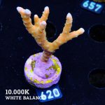 Anacropora 'Tropicana'
