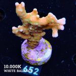 Anacropora 'Tropicana'