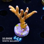 Anacropora 'Tropicana'