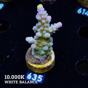 Acropora Austera 'Yellow Tip'