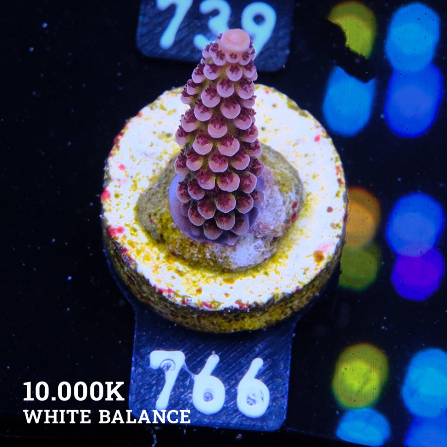 Acropora 'Fluo Bicolor II