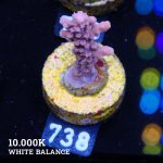 Acropora 'Confetti'