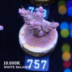Acropora 'Confetti'