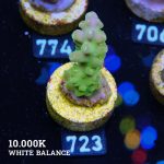 Acropora Granulosa 'Fiji Green'