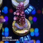 Acropora 'Fluo Bicolor II'