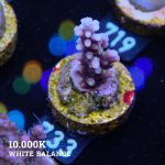 Acropora Carduus 'Tricolor'