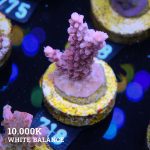 Acropora 'Confetti'