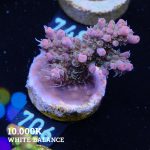 Acropora 'Confetti'
