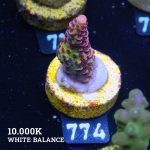 Acropora 'Fluo Bicolor II'