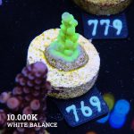 Acropora Batunai S