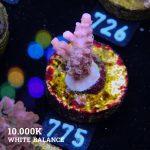 Acropora 'Confetti'