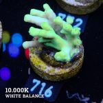 TK Green Aculeus