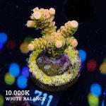 Acropora Millepora 'Solar Flare'